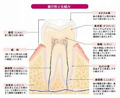 歯の硬さは？　　～鉄よりも歯は硬い!?～