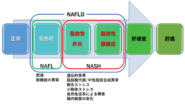 肝臓病も歯周病が関係しています！　　～非アルコール性脂肪性肝疾患～